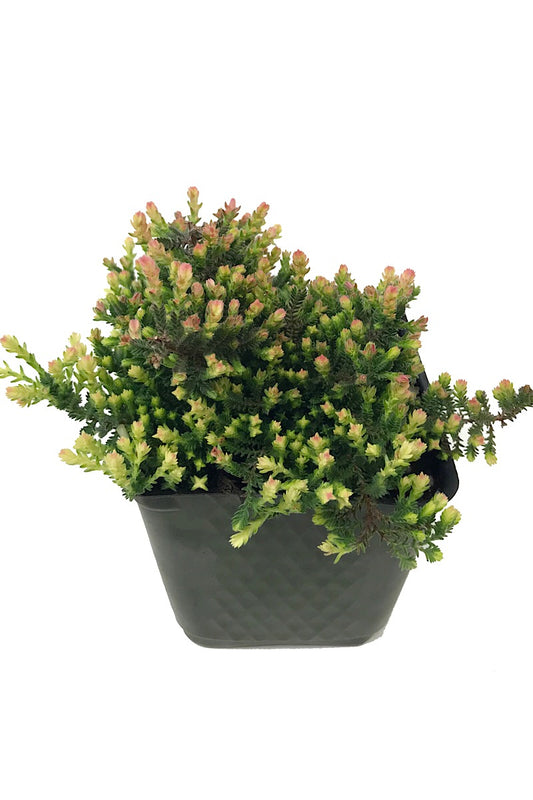 Calluna vulgaris 'Kerstin'  4 inch