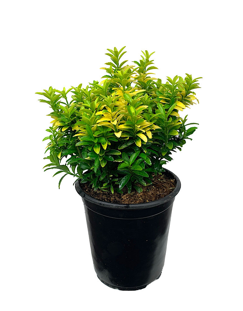 Euonymus japonicus 'Happiness' 1 Gallon