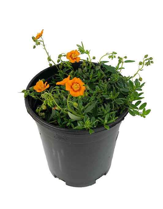 Helianthemum 'Ben Nevis' 1 Gallon