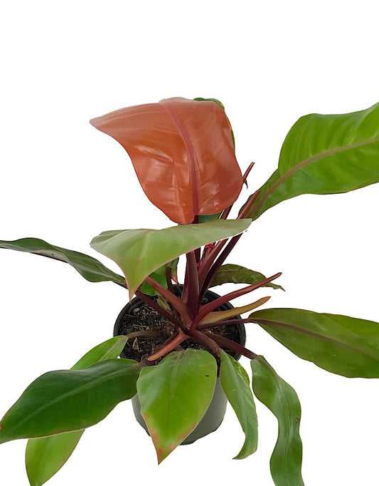 Philodendron 'Prince of Orange'