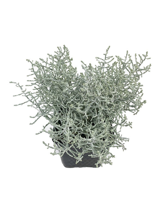 Calocephalus 'Silver Stone'  4 inch