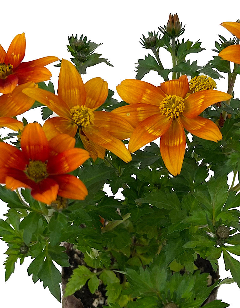 Bidens 'Bidyboom Bonfire' 4 Inch