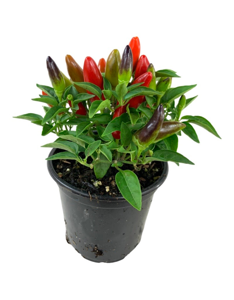 Capsicum annuum 'Acapulco Multicolor' 4 Inch