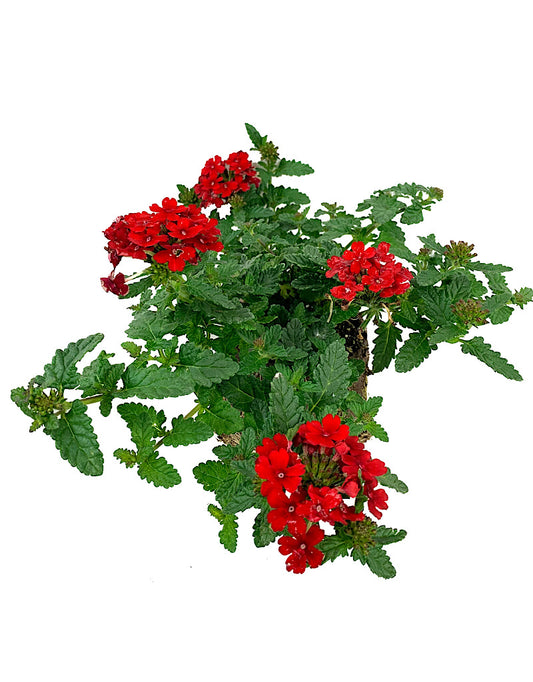 Verbena 'Endurascape Red   4 Inch