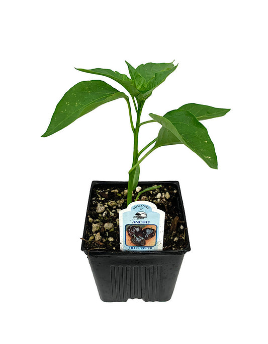 Pepper 'Ancho' 4 Inch