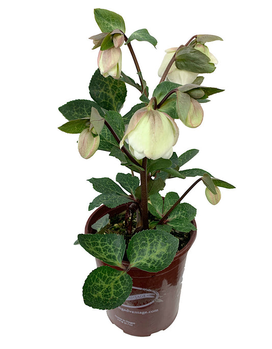 Helleborus x 'Molly's White'