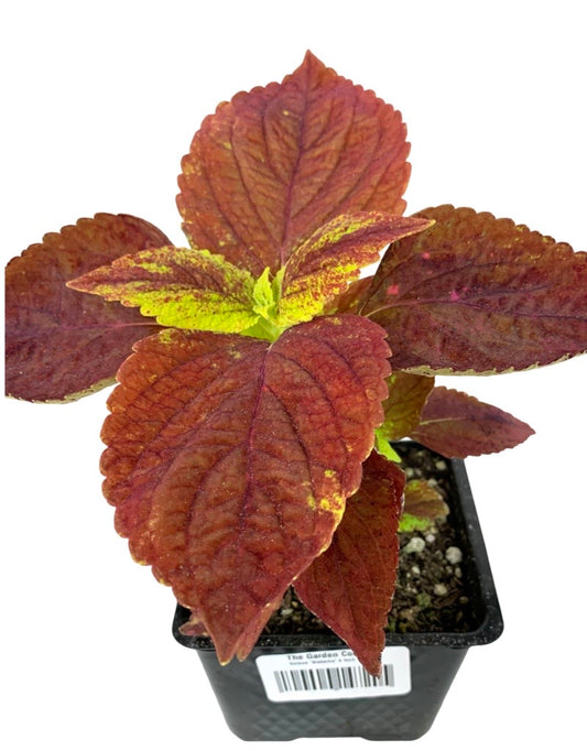 Coleus 'Alabama' 4 Inch