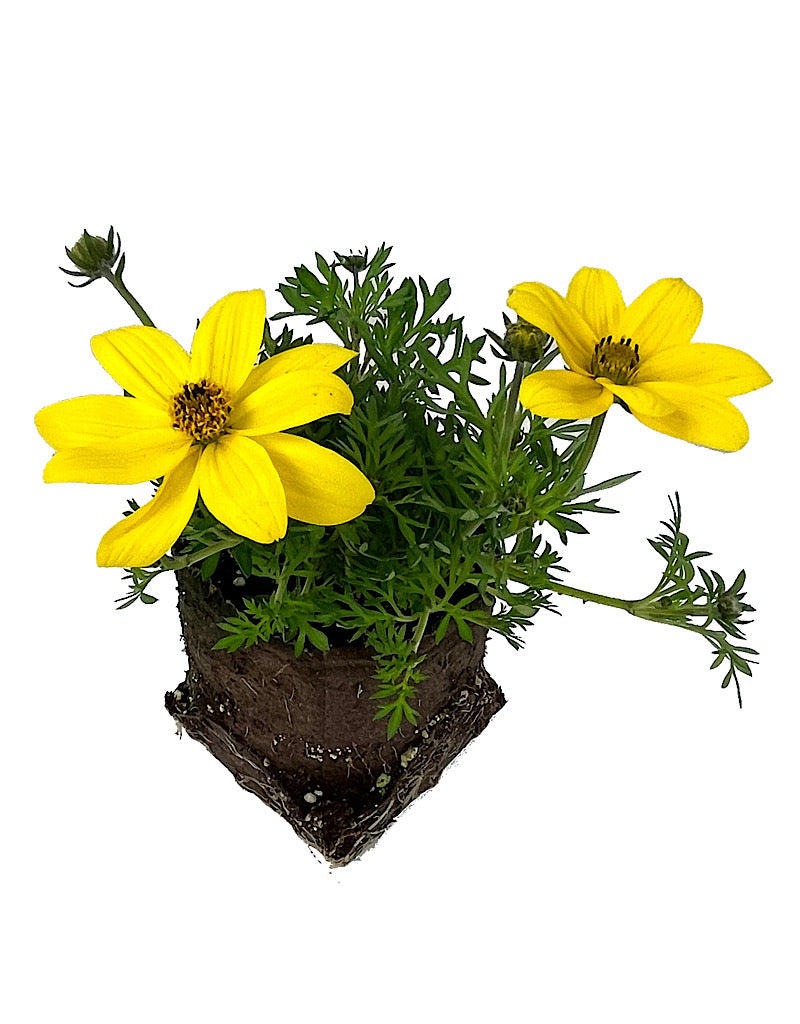 Bidens 'Goldilocks Rocks' 4 Inch