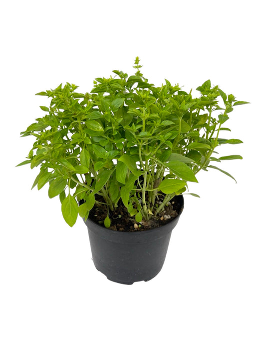 Basil 'Spicy Globe' 6 Inch