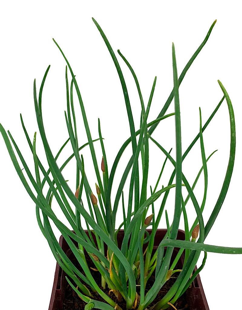 Chives 'Rising Star'  4 inch