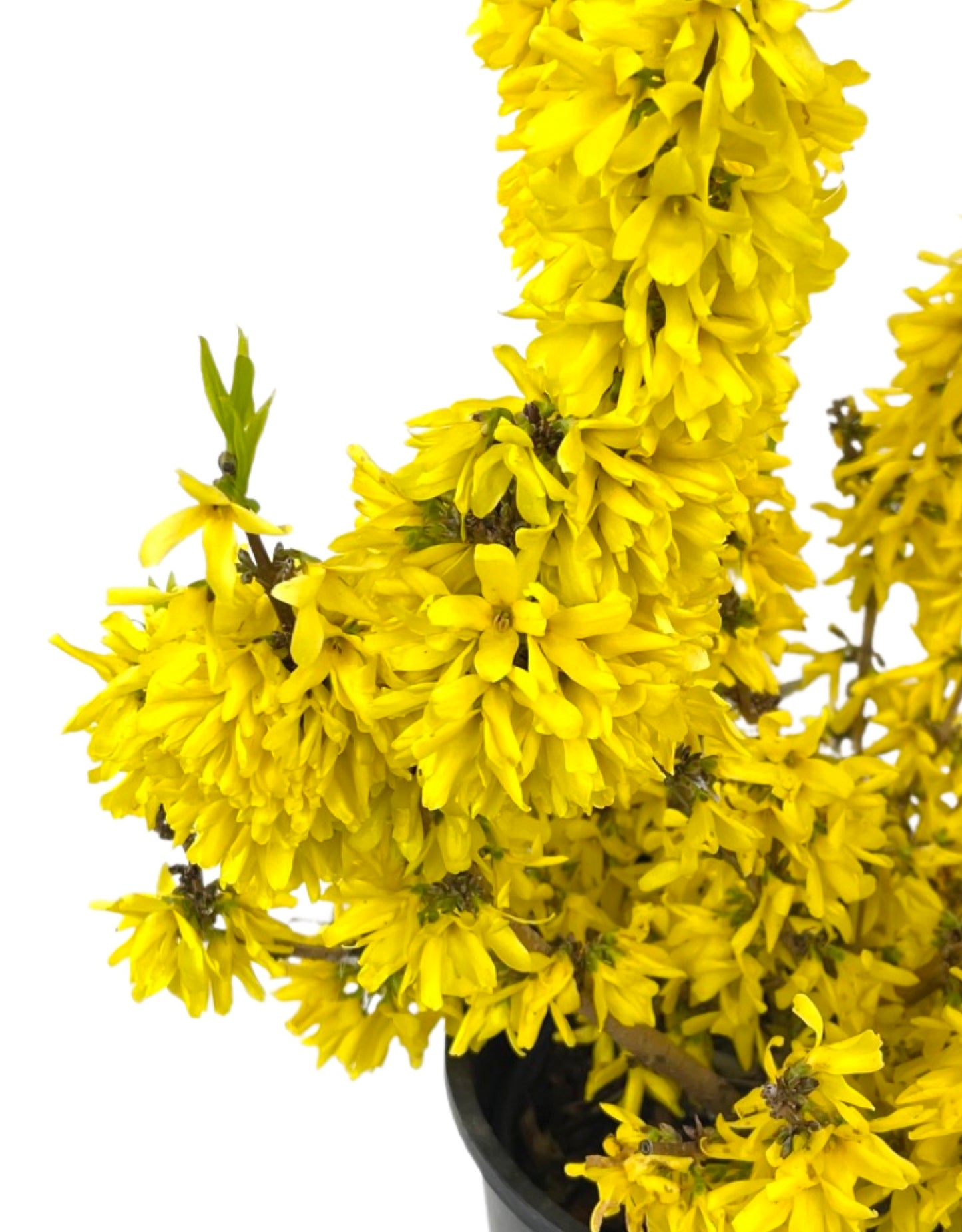 Forsythia x intermedia 'Minfor6' 2 Gallon