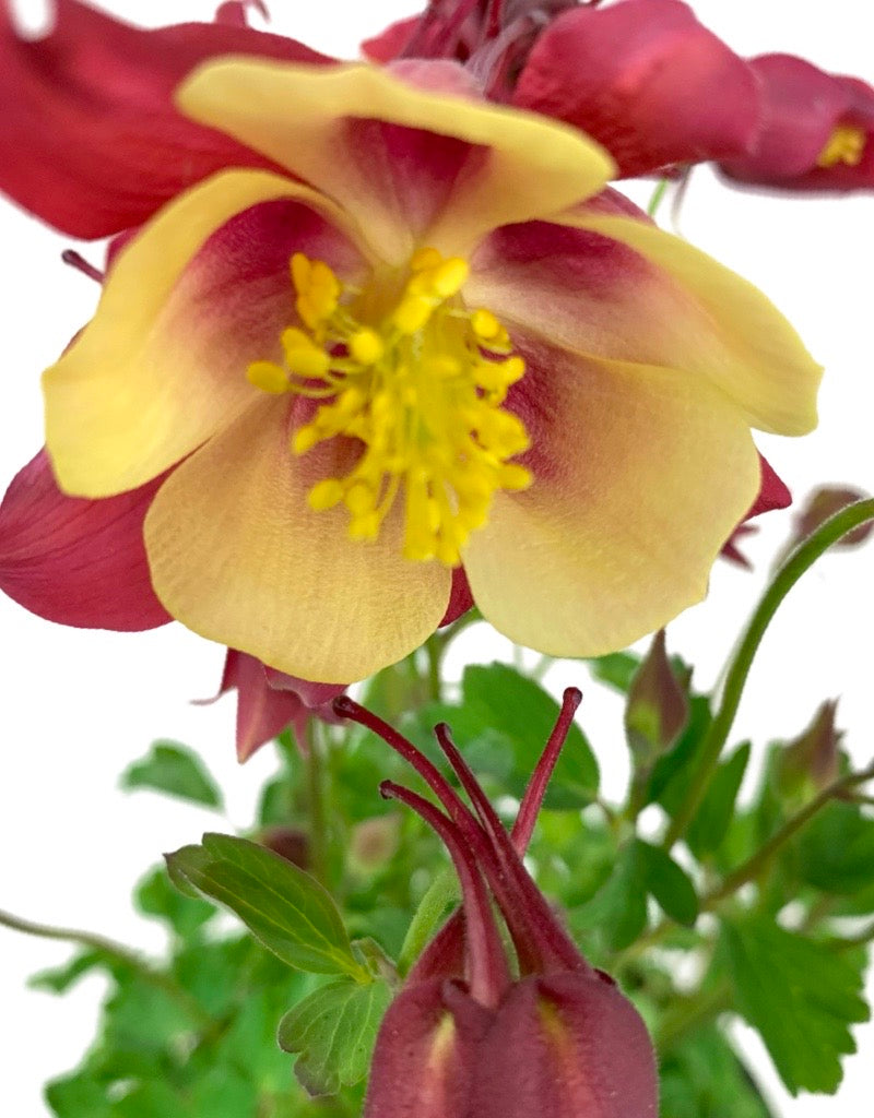 Aquilegia 'Early Bird Red/Yellow' Quart