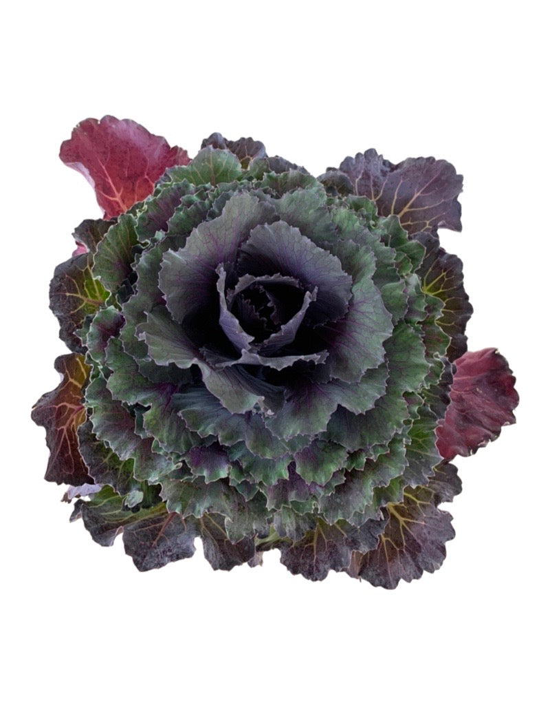 Cabbage 'Pigeon Purple'