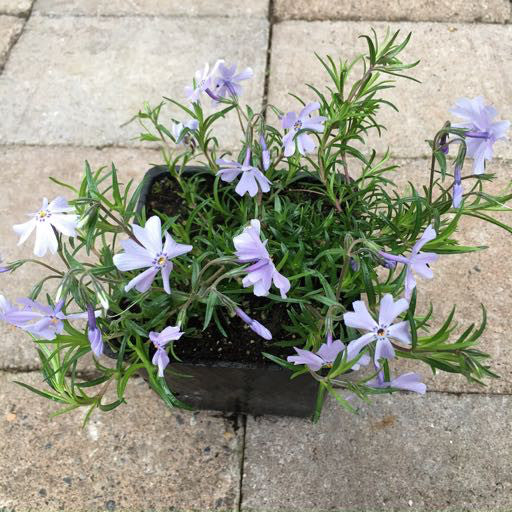 Phlox s. 'Emerald Blue' 4 inch