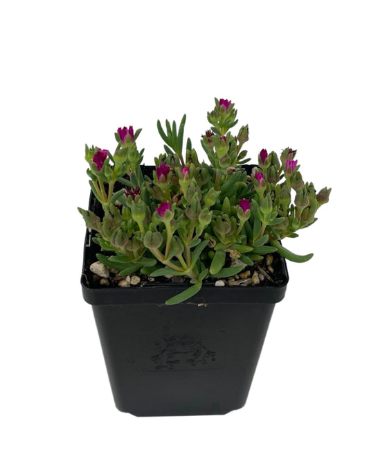 Delosperma 'Jewel of the Desert Amethyst' 4 Inch