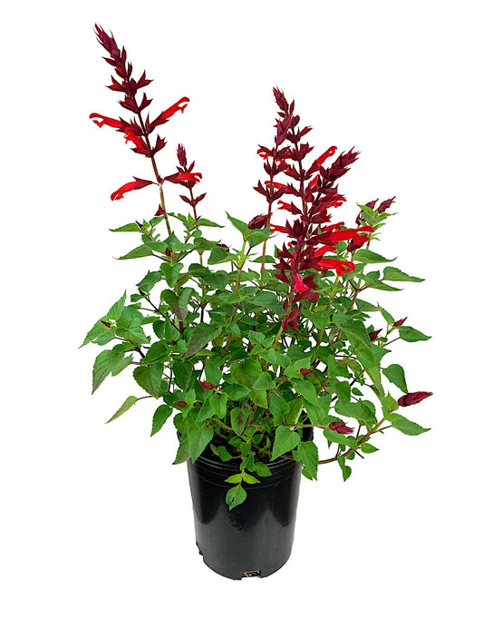 Salvia 'Roman Red' 1 Gallon