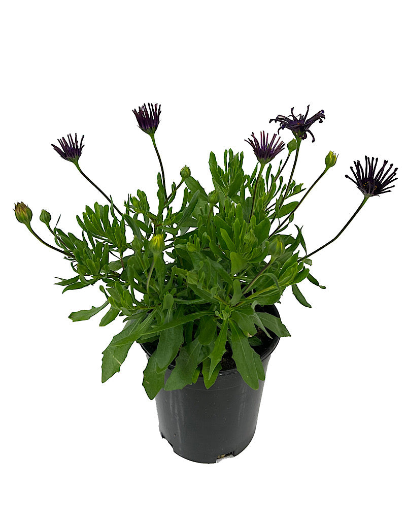 Osteospermum 'FlowerPower Spider Purple' 1 Gallon