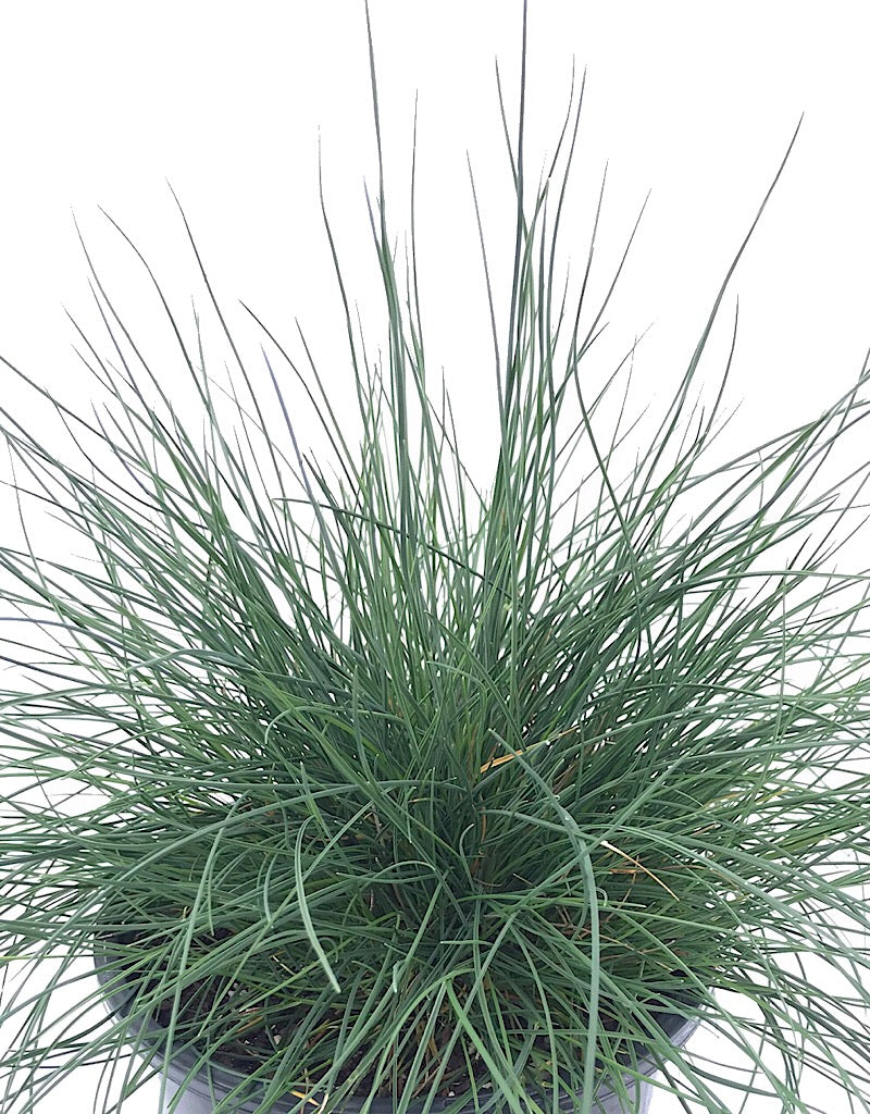 Festuca 'Siskiyou Blue' 1 Gallon