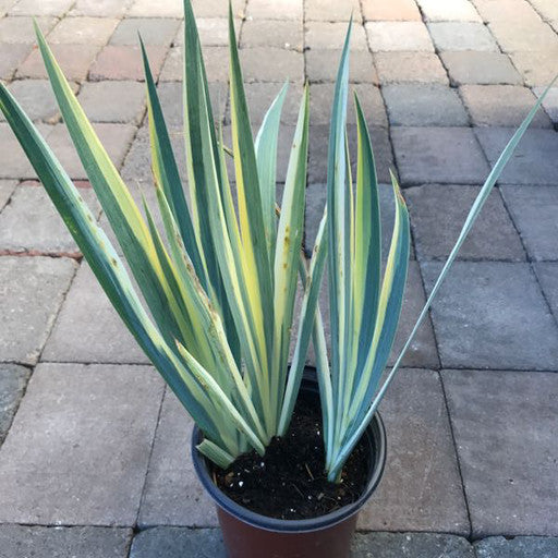 Iris pallida 'Variegata' 1 Gallon