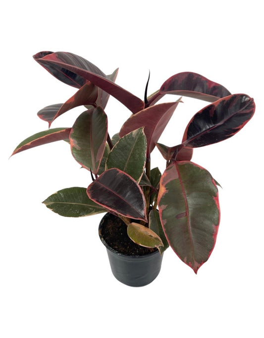 Ficus elastica 'Ruby' Quart