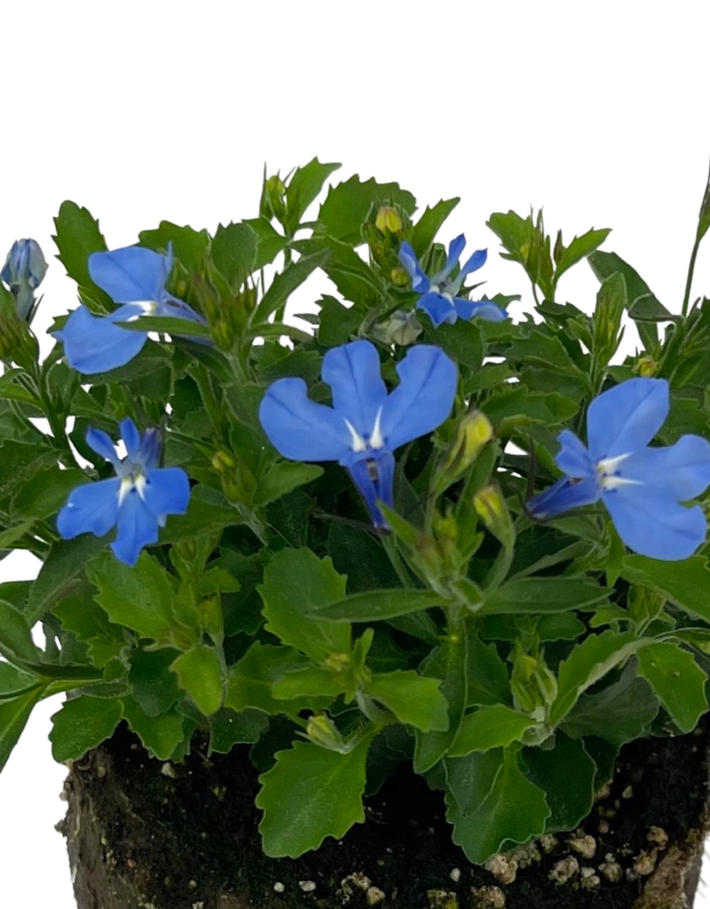 Lobelia 'Laguna Sky Blue'  4 Inch