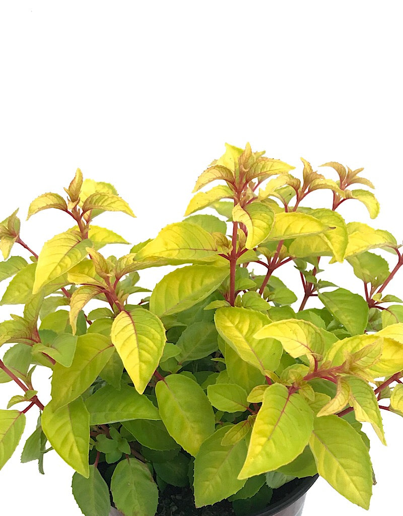 Fuchsia 'Golden Gate' 1 Gallon