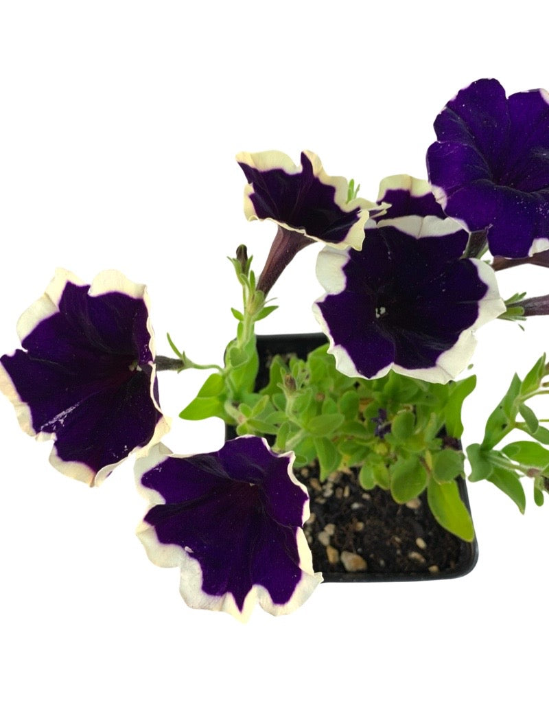 Petunia 'ColorRush Blueberries and Cream' 4 Inch