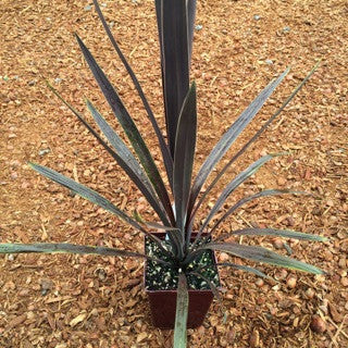 Cordyline australis 'Red Sensation' Quart