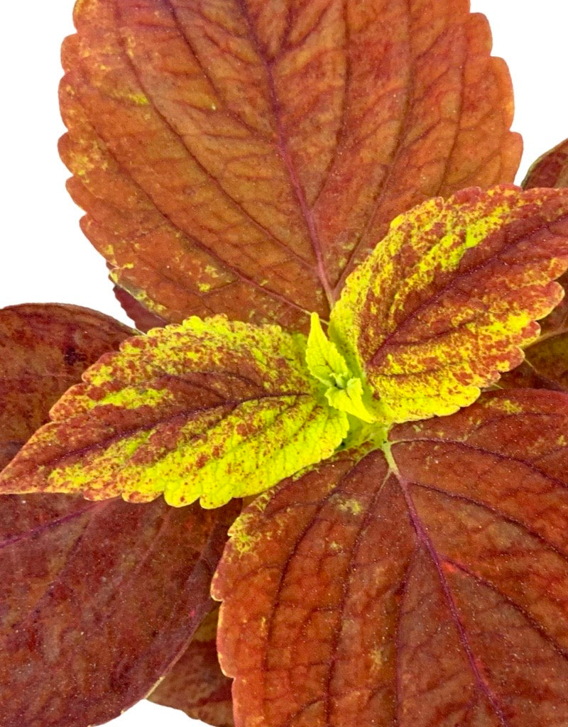 Coleus 'Alabama' 4 Inch