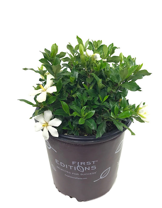 Gardenia jasminoides 'Sweet Star'  2 gal