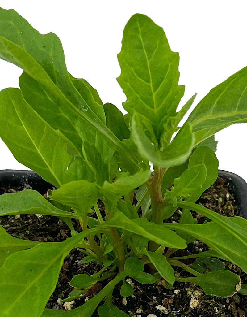 Chenopodium ambrosioides 4 Inch