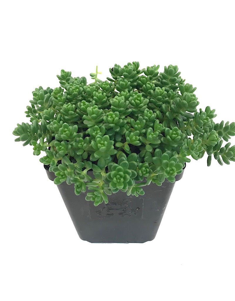 Sedum album 'Athoum' 4 Inch