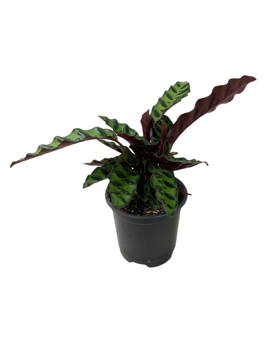 Calathea lancifolia Quart