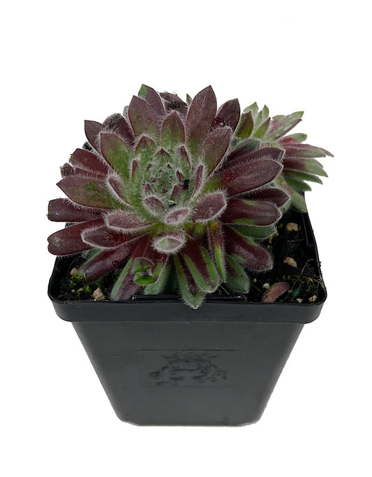 Sempervivum  €˜Pacific Plum Fuzzy  4 Inch