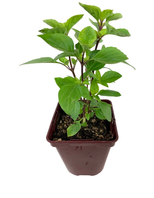 Basil 'Greek Columnar' 4 Inch