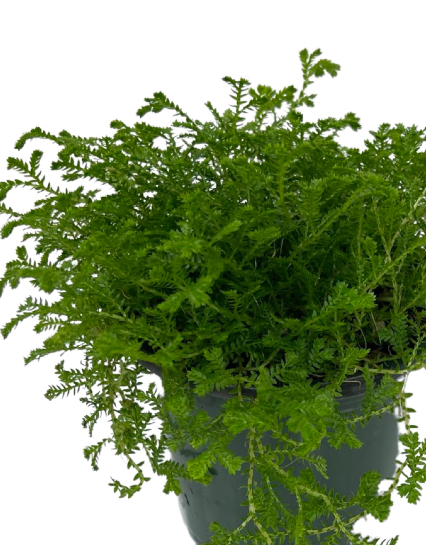 Selaginella kraussiana Quart