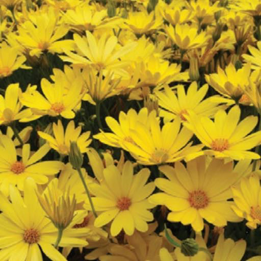 Osteospermum 'Voltage Yellow'  4 inch