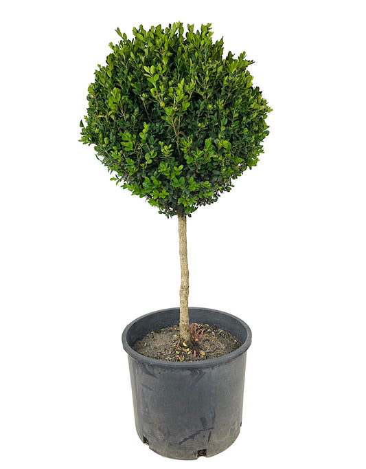 Buxus semperviren Single Globe Topiary 30-36 Inch