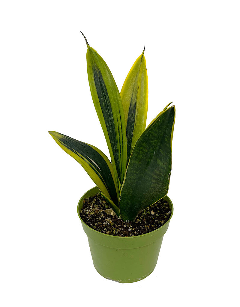 Sansevieria trifasciata 'Gold Flame' 6 Inch