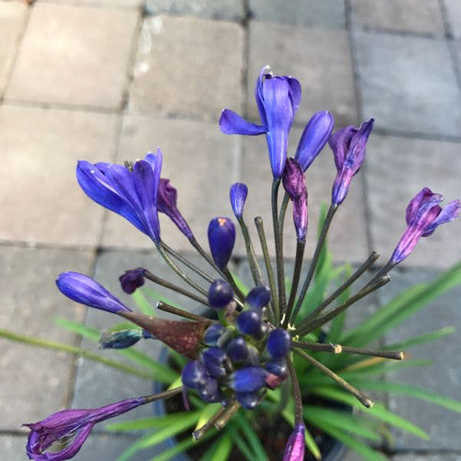 Agapanthus 'Brilliant Blue' 1 Gallon