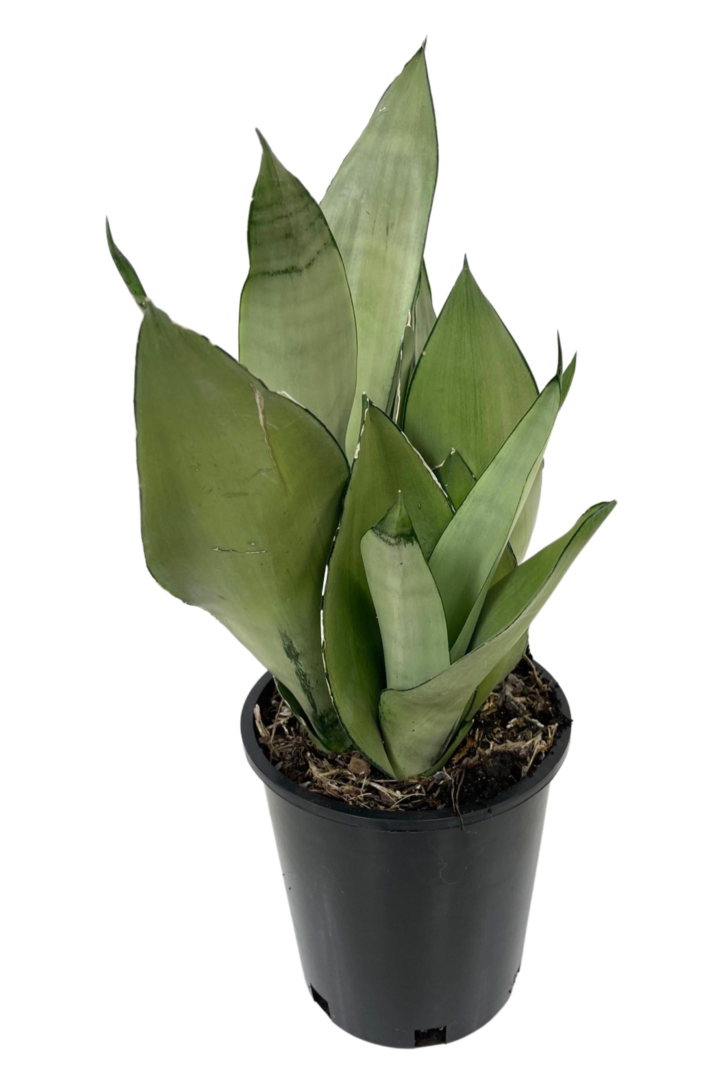 Sansevieria trifasciata 'Moonshine' 1 Gallon