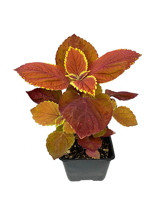 Coleus 'Trusty Rusty' 4 Inch