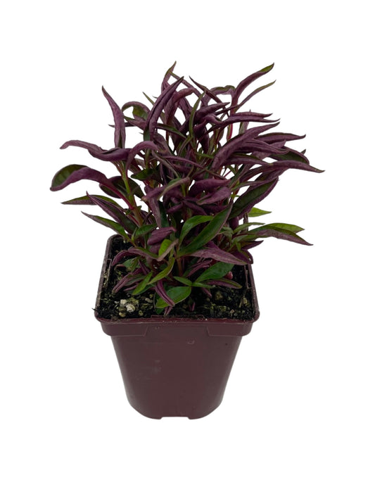 Alternanthera  'Red Threads' 4 Inch