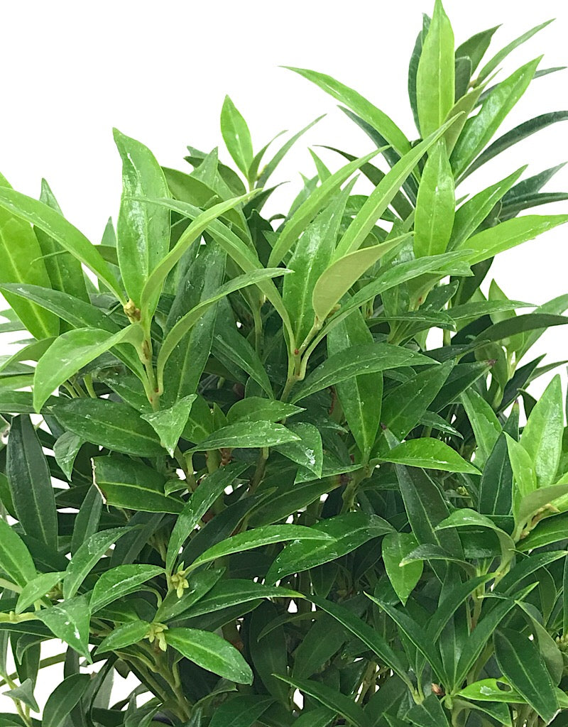 Sarcococca humilis 'Fragrant Valley'- 1 gal