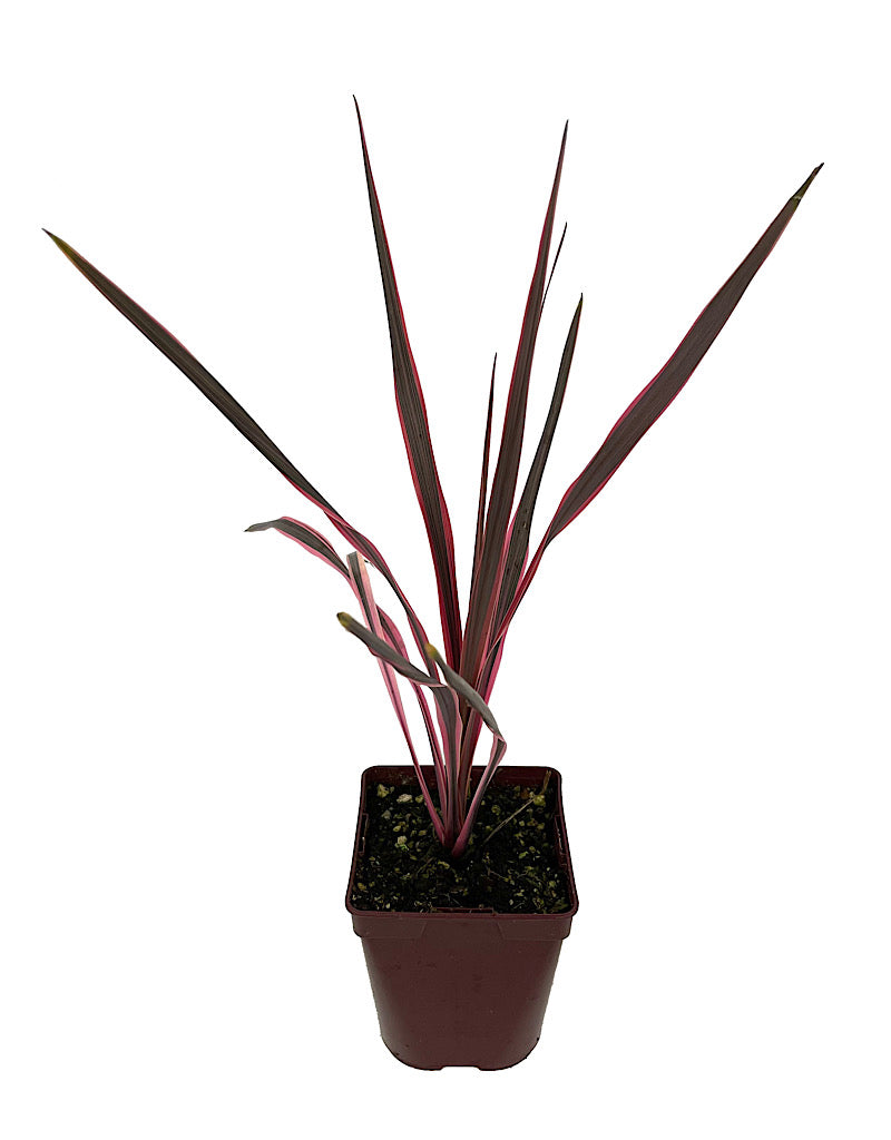 Cordyline 'Southern Splendor' Quart