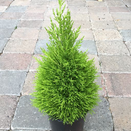 Cupressus macrocarpa 'Wilma Goldcrest'