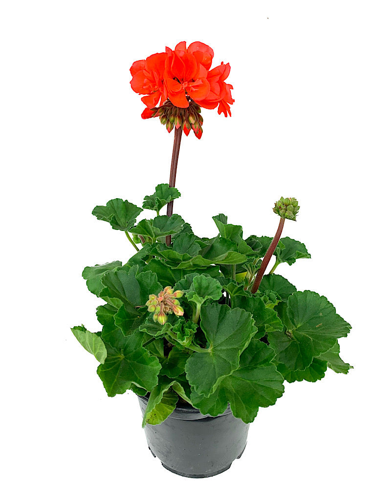 Geranium Zonal 'Presto Dark Salmon'  5 Inch