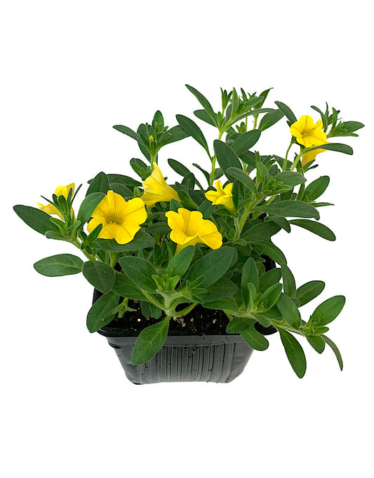 Calibrachoa 'Golden Yellow'  4 inch