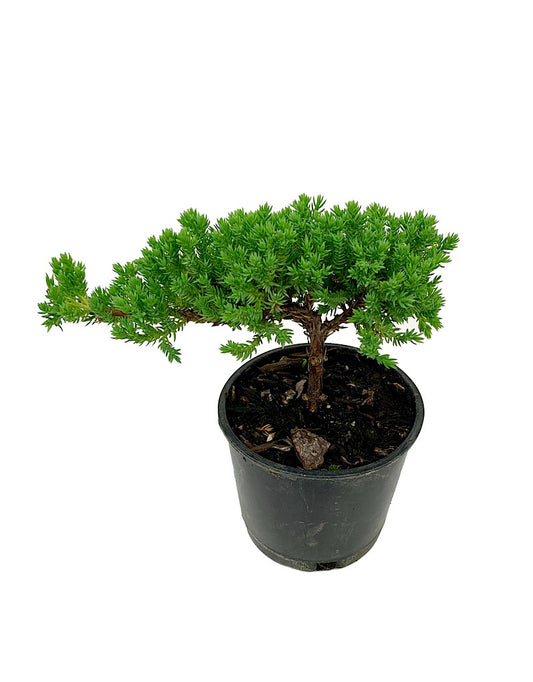 Juniperus p. 'Nana' Bonsai  4 inch