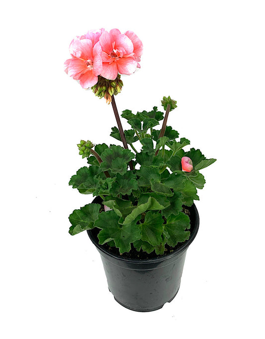 Geranium Zonal 'Presto Light Salmon'